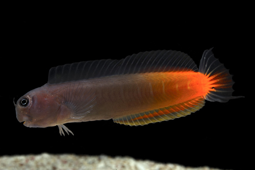 picture of Bicolor Blenny Sml                                                                                   Ecsenius bicolor