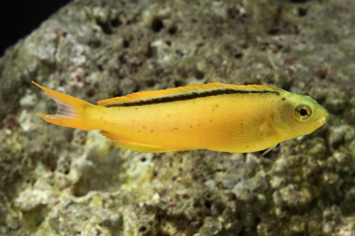 picture of Bundoon Blenny Med                                                                                   Meiacanthus bundoon