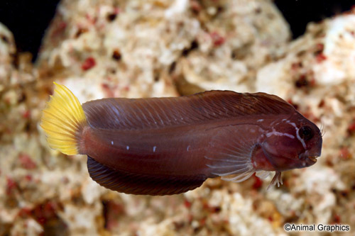 picture of Pulcher Blenny Med                                                                                   Ecsenius pulcher