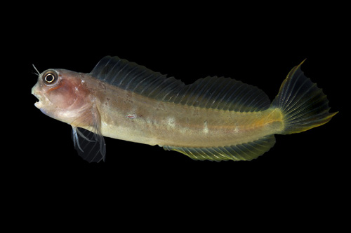 picture of Red Streaked Blenny M/S                                                                              Cirripectes stigmaticus