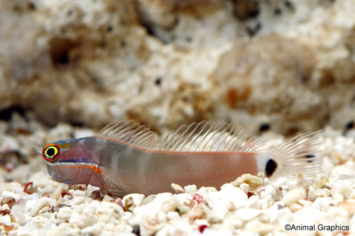 picture of Tailspot Blenny                                                                                      Ecsenius stigmatura