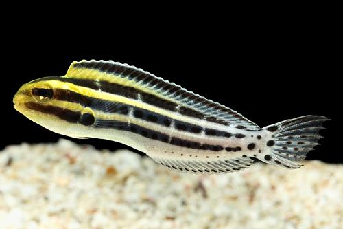 picture of Zebra Forktail Blenny Tank Raised Med                                                                Istiblennius zebra