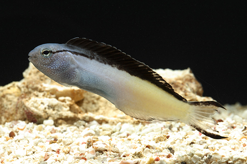 picture of Forktail Blenny Red Sea Lrg                                                                          Meiacanthus atrodorsalis