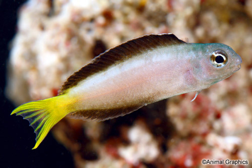 picture of Mozambique Blenny Tank Raised Sml                                                                    Meiacanthus mossambicus