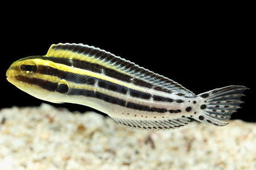 picture of Zebra Forktail Blenny Australia Sml                                                                  Meiacanthus grammistes