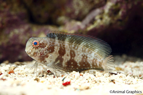 picture of Black Sailfin Blenny Fiji Sml                                                                        Arosalaris fuscus