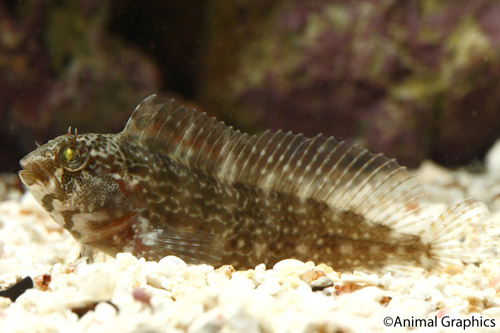 picture of Atlantic Seaweed Blenny Sml                                                                          Ecsenius sp.