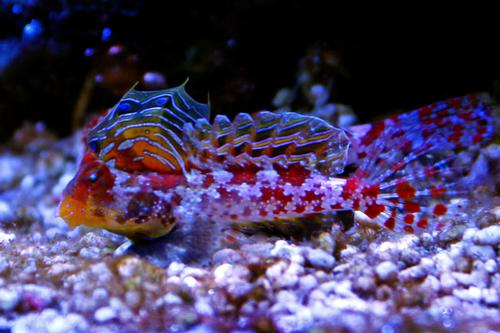 picture of Red Scooter Blenny Med                                                                               Synchiropus stellatus