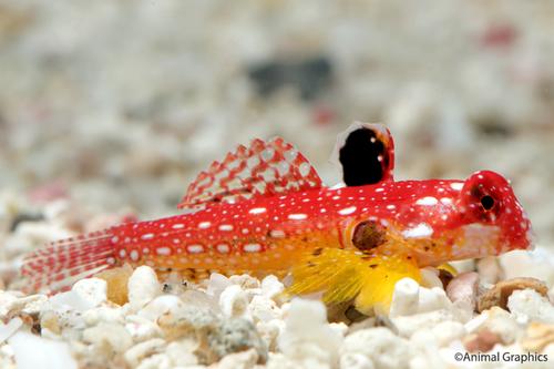 picture of Red Scooter Blenny Male Sml                                                                          Synchiropus moyeri