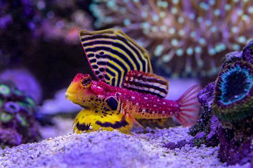 picture of Ruby Red Dragonet Sml                                                                                Synchiropus sycorax