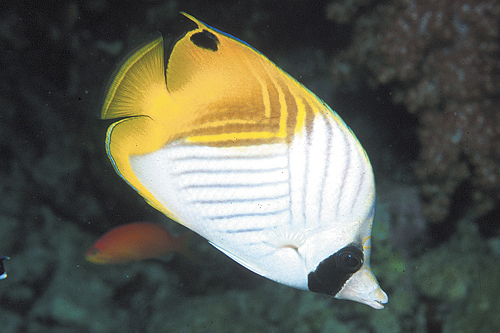 picture of Auriga Butterfly Sml                                                                                 Chaetodon auriga