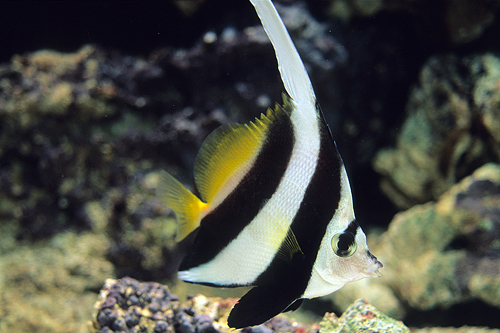 picture of Black & White Heniochus Sml                                                                          Heniochus acuminatus