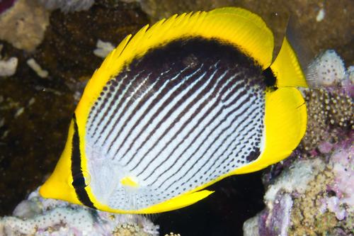 picture of Black Back Butterfly Lrg                                                                             Chaetodon melannotus