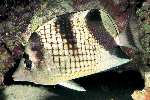 picture of Black Pearlscale Butterfly Lrg                                                                       Chaetodon argentatus