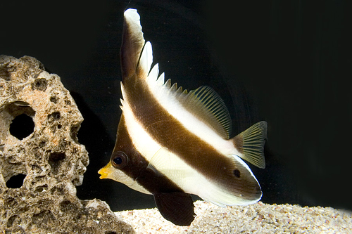 picture of Brown Heniochus Sml                                                                                  Heniochus varius