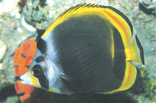 picture of Dusky Butterfly Lrg                                                                                  Chaetodon flavirostris