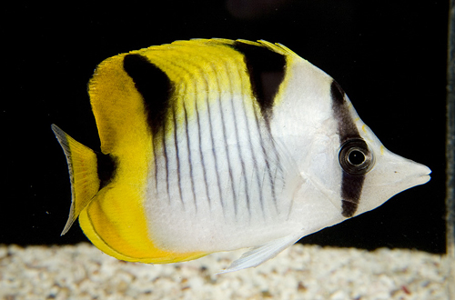 picture of Falcula Butterfly Med                                                                                Chaetodon falcula