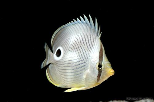 picture of Four Eye Butterfly Sml                                                                               Chaetodon capistratus