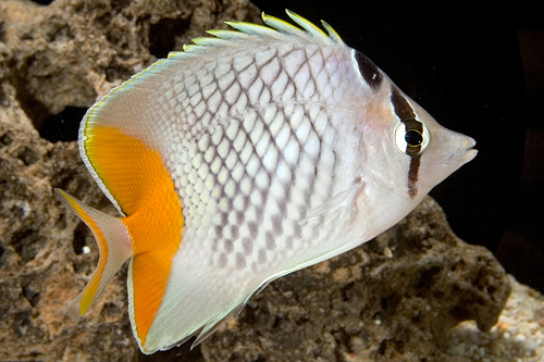 picture of Pearlscale Butterfly Sml                                                                             Chaetodon xanthurus