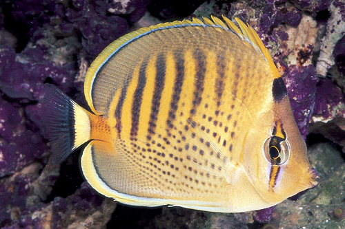 picture of Punctato Butterfly Med                                                                               Chaetodon punctatofasciatus