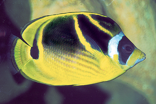 picture of Raccoon Butterfly Shw                                                                                Chaetodon lunula