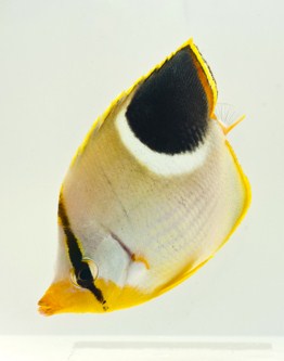 picture of Saddleback Butterfly Lrg                                                                             Chaetodon ephippium