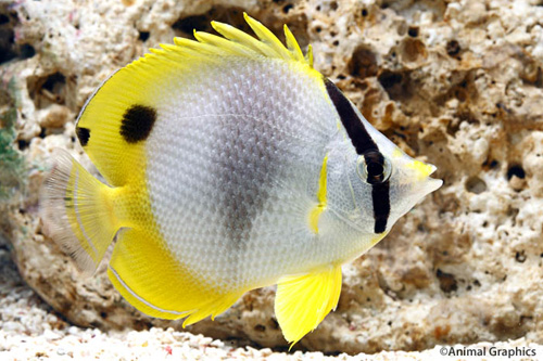 picture of Spotfin Butterfly Sml                                                                                Chaetodon ocellatus