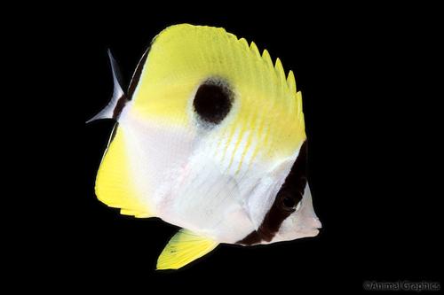 picture of Teardrop Butterfly Sml                                                                               Chaetodon unimaculatus