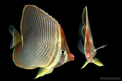 picture of Triangle Butterfly Med                                                                               Chaetodon triangulum