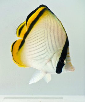 picture of Vagabond Butterfly Sml                                                                               Chaetodon vagabundus