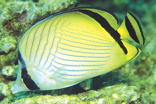 picture of Vagabond Butterfly Lrg                                                                               Chaetodon vagabundus