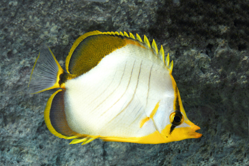 picture of Yellow Head Butterfly Lrg                                                                            Chaetodon xanthocephalus