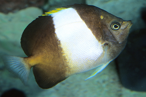 picture of Zoster Butterfly Med                                                                                 Hemitaurichthys zoster