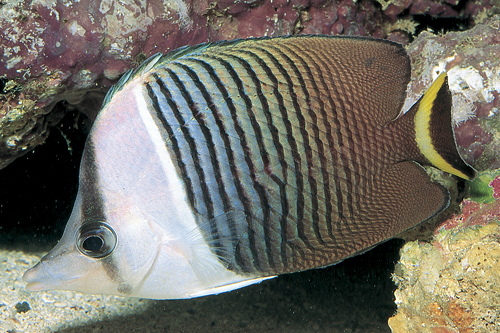 picture of White Face Butterfly Red Sea Sml                                                                     Chaetodon mesoleucos