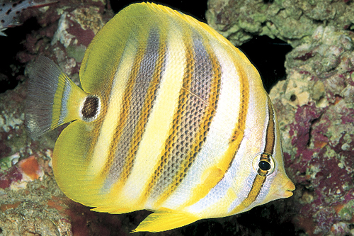 picture of Rainford's Butterfly Sml                                                                             Chaetodon rainfordi