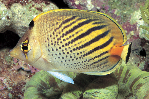 picture of Pelewensis Butterfly Med                                                                             Chaetodon pelewensis