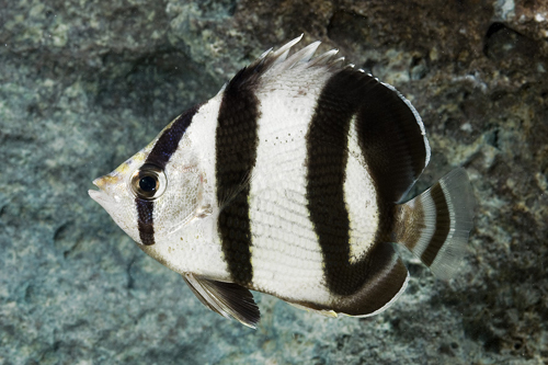 picture of Banded Butterfly Cortez Sml                                                                          Chaetodon striatus