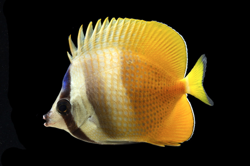 picture of Klein's Blue Head Butterfly I/O Med                                                                  Chaetodon kleinii