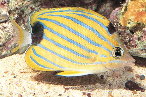 picture of Blue Striped Butterfly Tny                                                                           Chaetodon fremblii