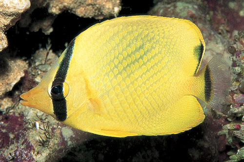 picture of Robustus Butterfly Med                                                                               Chaetodon robustus