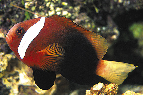 picture of Cinnamon Clownfish Tank Raised Lrg                                                                   Amphiprion melanopus