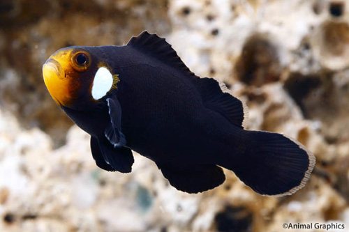 picture of Domino Clownfish Tank Raised Med                                                                     Amphiprion ocellaris