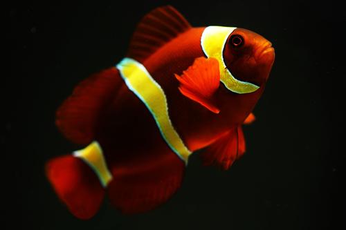 picture of Gold Stripe Maroon Clownfish T.R. Lrg                                                                Premnas biaculeatus