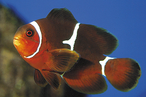 picture of Maroon Clownfish Lrg                                                                                 Premnas biaculeatus