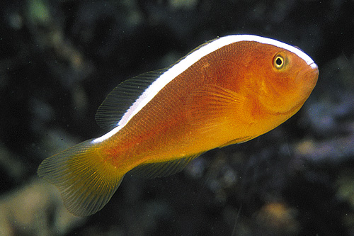 picture of Orange Skunk Clownfish Sml                                                                           Amphiprion sandaracinos