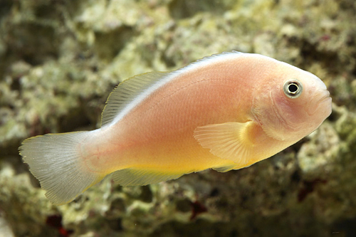 picture of Orange Skunk Clownfish Tank Raised Med                                                               Amphiprion sandaracinos