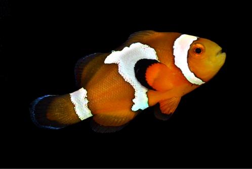 picture of Semi Snowflake Percula Clown Tank Raised Med                                                         Amphiprion percula