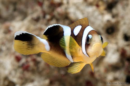 picture of Spotcinctus Clownfish Tank Raised Sml                                                                