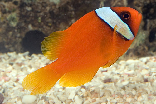 picture of Tomato Clownfish Med                                                                                 Amphiprion frenatus