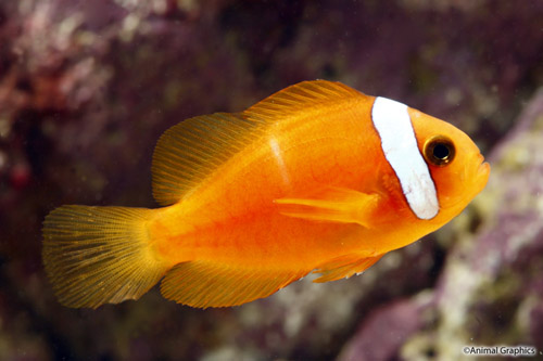 picture of Tomato Clownfish Tank Raised Sml                                                                     Amphiprion frenatus